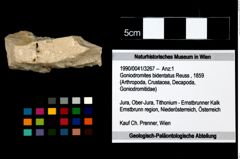 Foto (Objekt + Etikett) von Goniodromites bidentatus (Reuss, 1859)  (NHMW-GEO-1990-0041-3267)